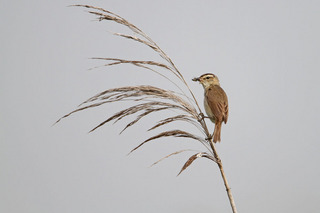 IMG_5775.jpg