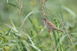 IMG_5914.jpg