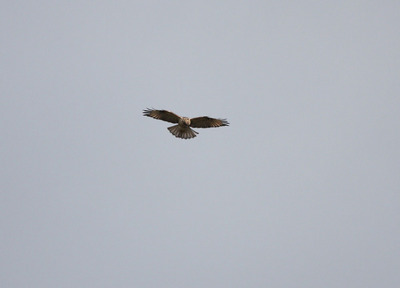 IMG_5946.jpg