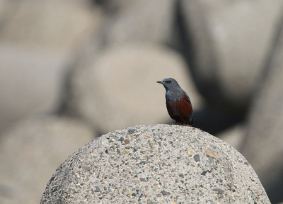 IMG_6337.jpg