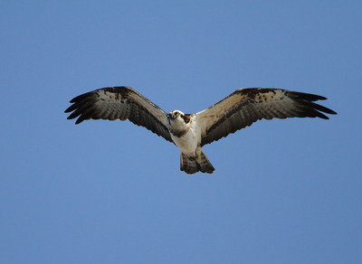 IMG_6466.jpg