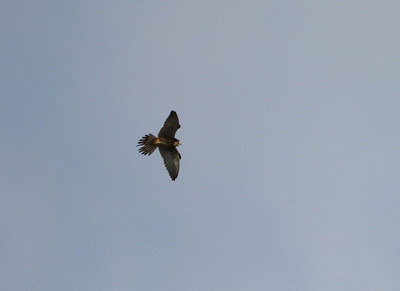 IMG_6549.jpg