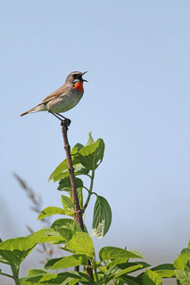 IMG_6651.jpg