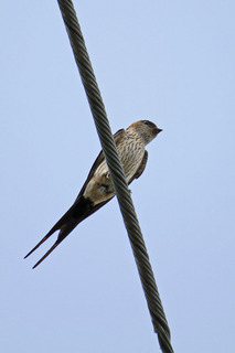 IMG_6756.jpg