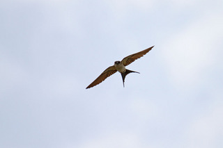 IMG_6971.jpg
