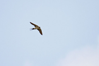 IMG_6979.jpg