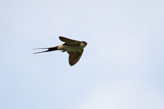 IMG_7037.jpg