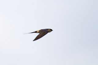 IMG_7089.jpg