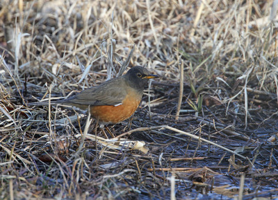 IMG_7441.jpg