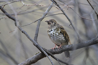 IMG_7632.jpg