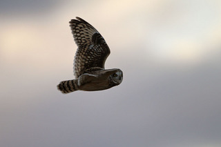 IMG_8387.jpg