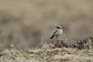 IMG_8793.jpg