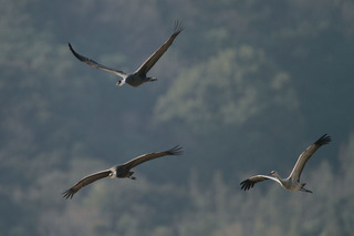 IMG_9615.jpg
