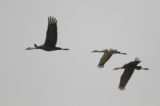 IMG_9626.jpg