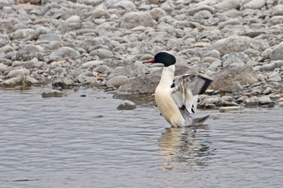 IMG_9860.jpg