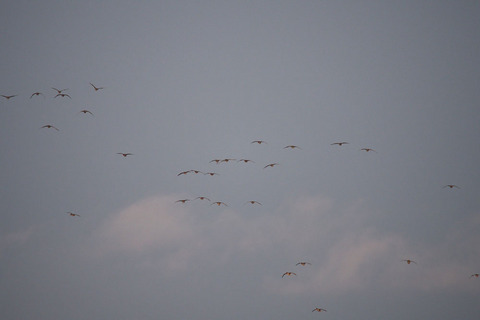 P1020606.jpg