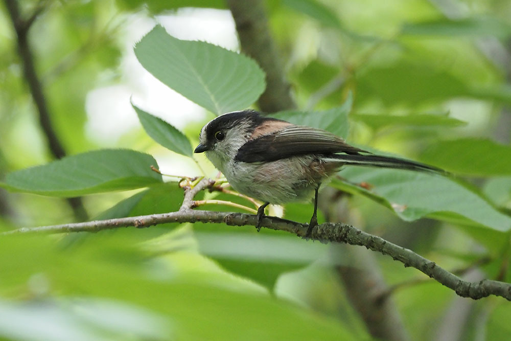 エナガ: キンタの鳥見 ブログ
