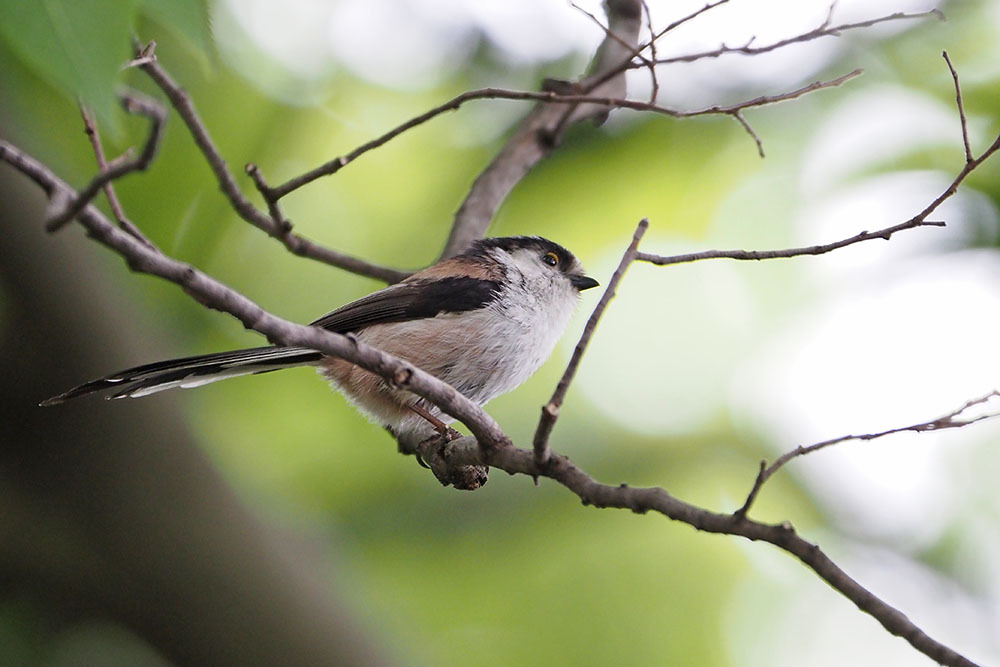 エナガ: キンタの鳥見 ブログ