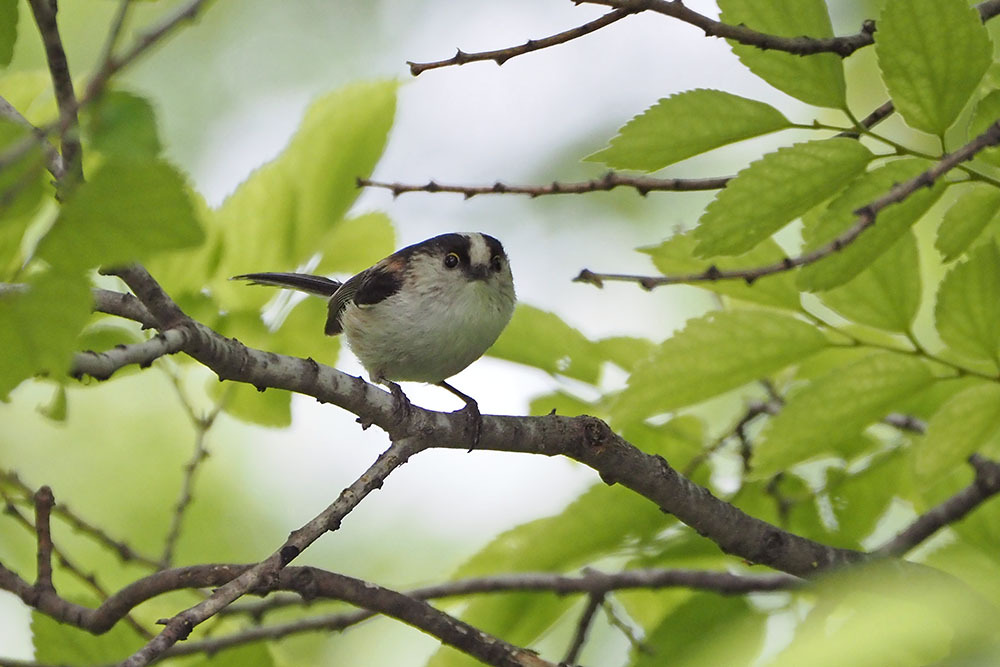 エナガ: キンタの鳥見 ブログ