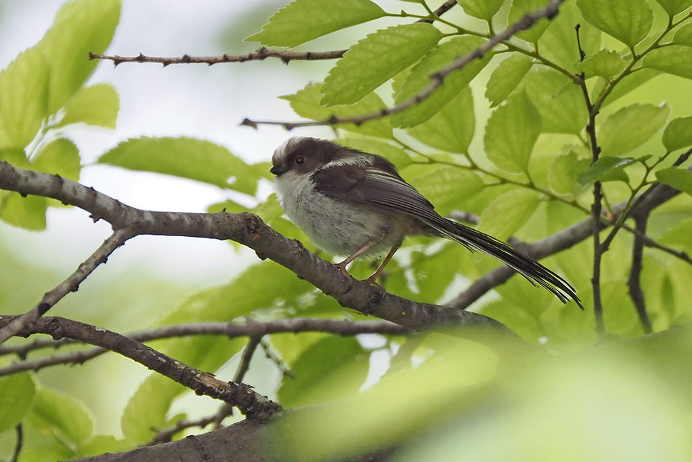 エナガ: キンタの鳥見 ブログ エナガ: キンタの鳥見 ブログ