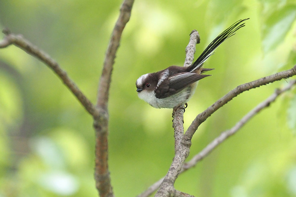エナガ: キンタの鳥見 ブログ