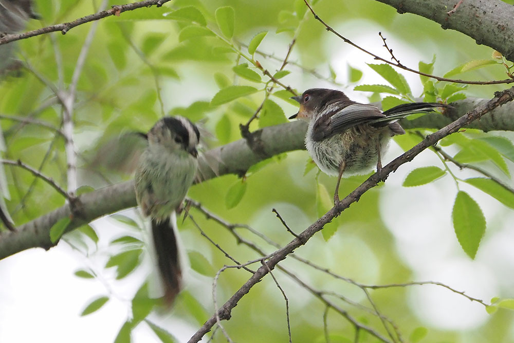 エナガ: キンタの鳥見 ブログ