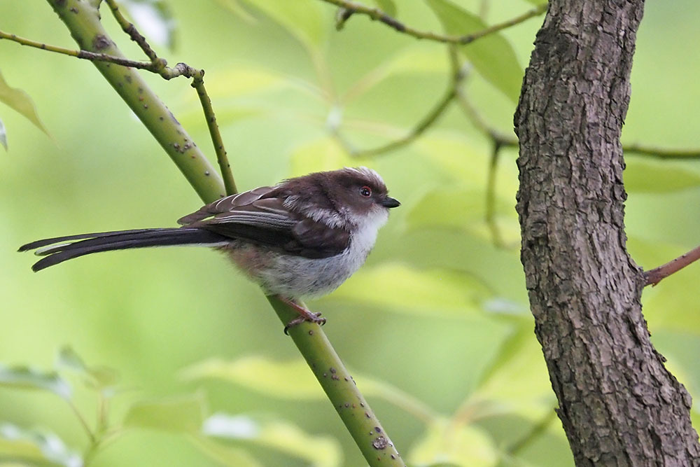 エナガ: キンタの鳥見 ブログ