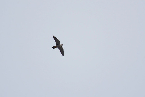 P5290034.jpg