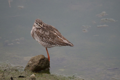 PA050108.jpg