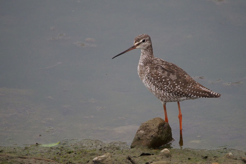PA050160.jpg