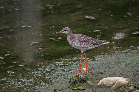PA050347.jpg