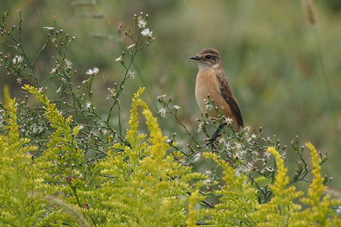 PA081144.jpg