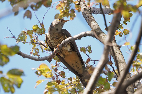 PA100164.jpg