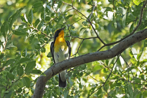 PA100300.jpg
