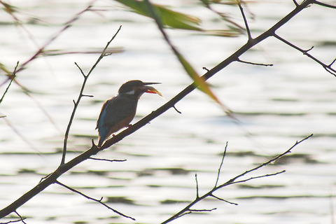 PB160115.jpg